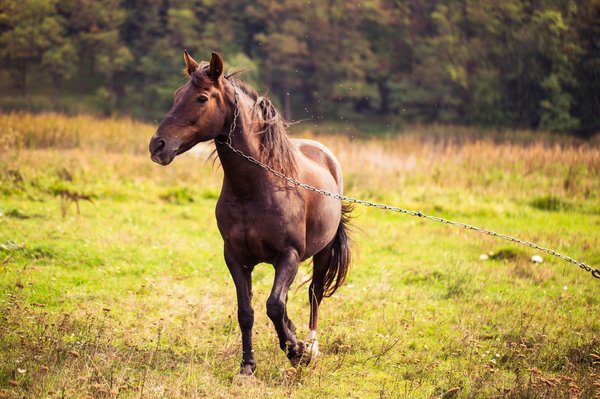 Tips for crossing borders with animals